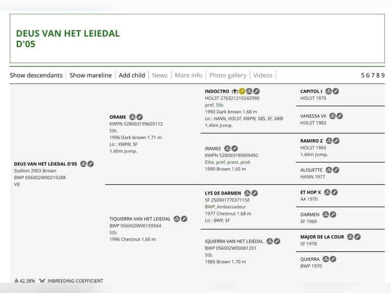 KWPN Yegua 3 años 153 cm Castaño in Serinya