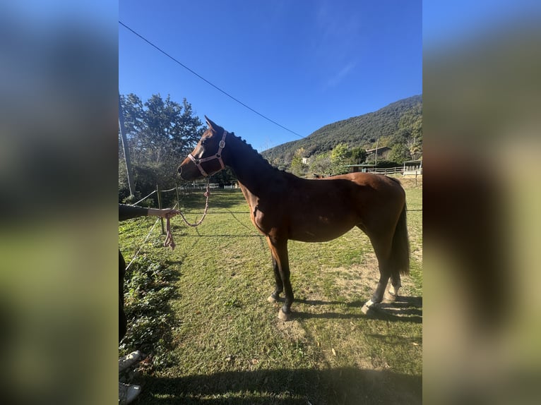 KWPN Yegua 3 años 153 cm Castaño in Serinya