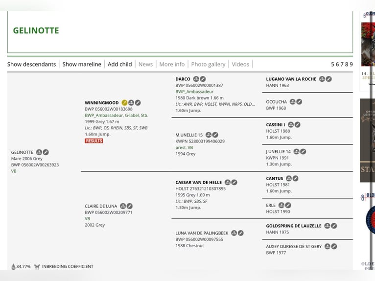 KWPN Yegua 3 años 153 cm Castaño in Serinya