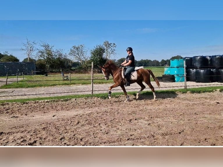 KWPN Yegua 3 años 153 cm Castaño claro in Noordlaren