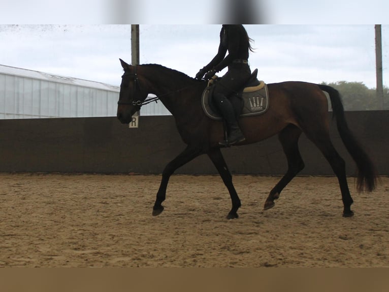 KWPN Yegua 3 años 155 cm Castaño oscuro in Almere