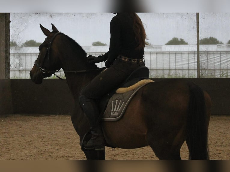 KWPN Yegua 3 años 155 cm Castaño oscuro in Almere