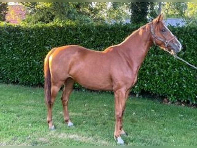 KWPN Yegua 3 años 156 cm Alazán in Dalfsen