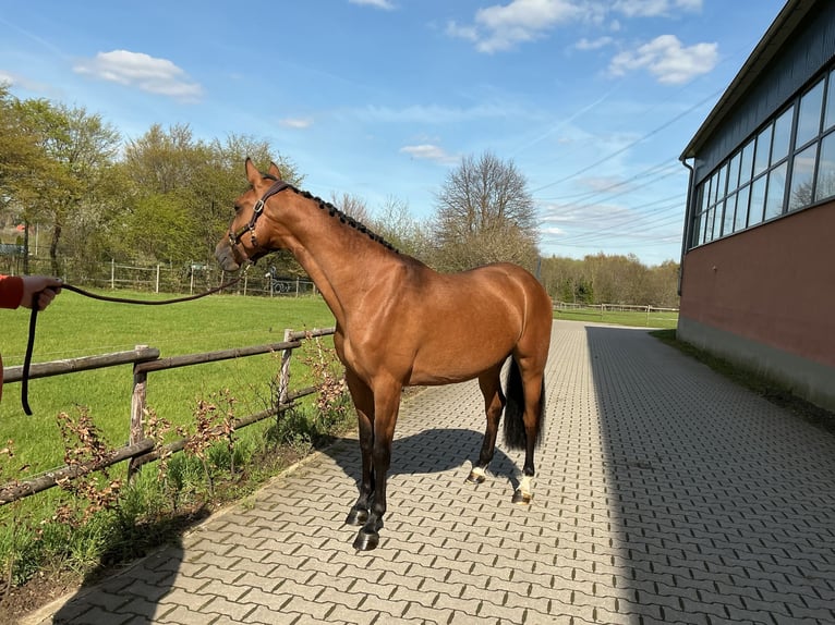 KWPN Yegua 3 años 160 cm Castaño in Essen
