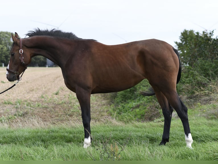 KWPN Yegua 3 años 160 cm Castaño in Geilenkirchen