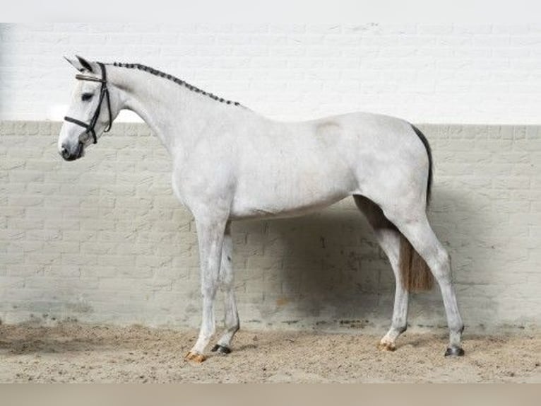 KWPN Yegua 3 años 161 cm White/Blanco in Heerde