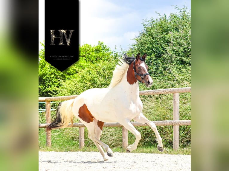 KWPN Yegua 3 años 162 cm Tobiano-todas las-capas in Marly-sous-Issy