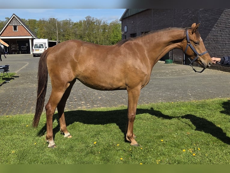 KWPN Yegua 3 años 163 cm Alazán in Enschede
