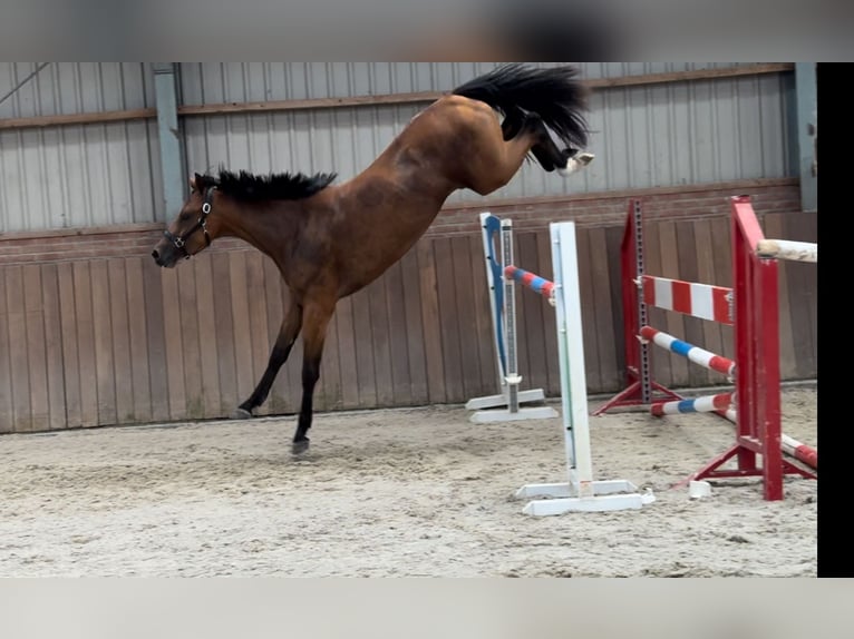 KWPN Yegua 3 años 163 cm Castaño in Zieuwent