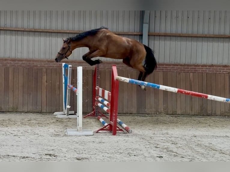 KWPN Yegua 3 años 163 cm Castaño in Zieuwent