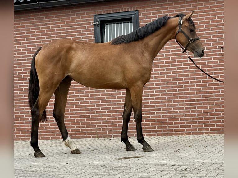 KWPN Yegua 3 años 163 cm Castaño in Zieuwent