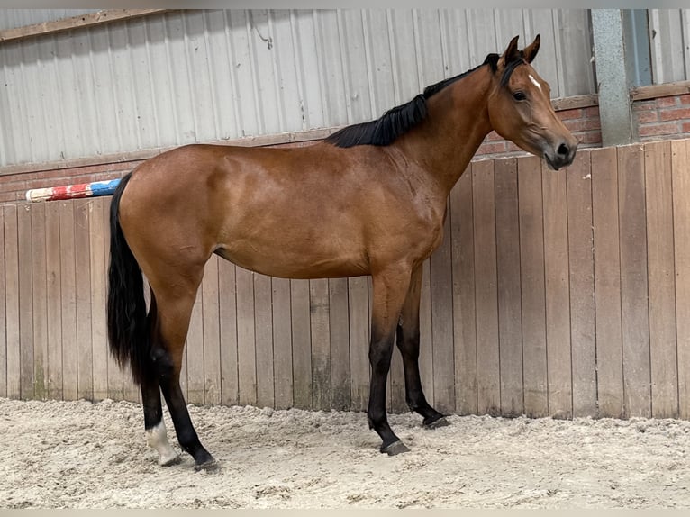 KWPN Yegua 3 años 163 cm Castaño in Zieuwent