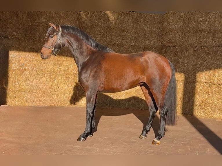 KWPN Yegua 3 años 163 cm Castaño oscuro in Moergestel