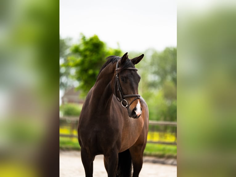 KWPN Yegua 3 años 163 cm Castaño oscuro in Nieuw-Vennep
