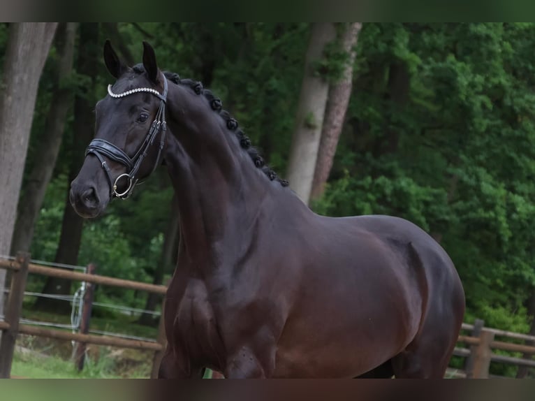 KWPN Yegua 3 años 164 cm Negro in Loon op Zand