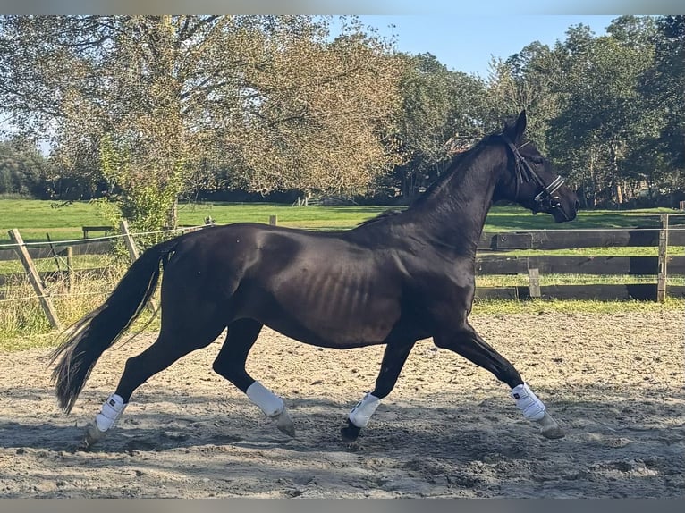 KWPN Yegua 3 años 165 cm Castaño oscuro in Zwartewaal