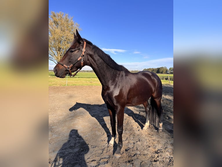 KWPN Yegua 3 años 165 cm Castaño oscuro in Zwartewaal