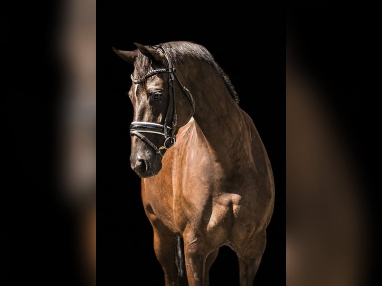 KWPN Yegua 3 años 165 cm Morcillo in Bergen aan Zee