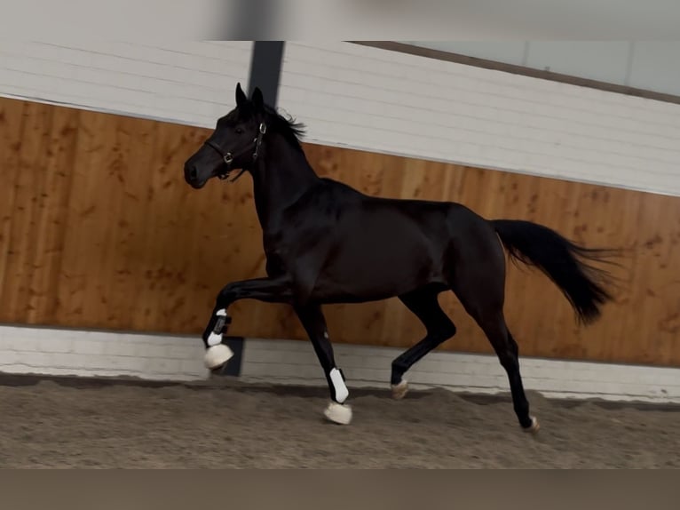 KWPN Yegua 3 años 165 cm Negro in moergestel