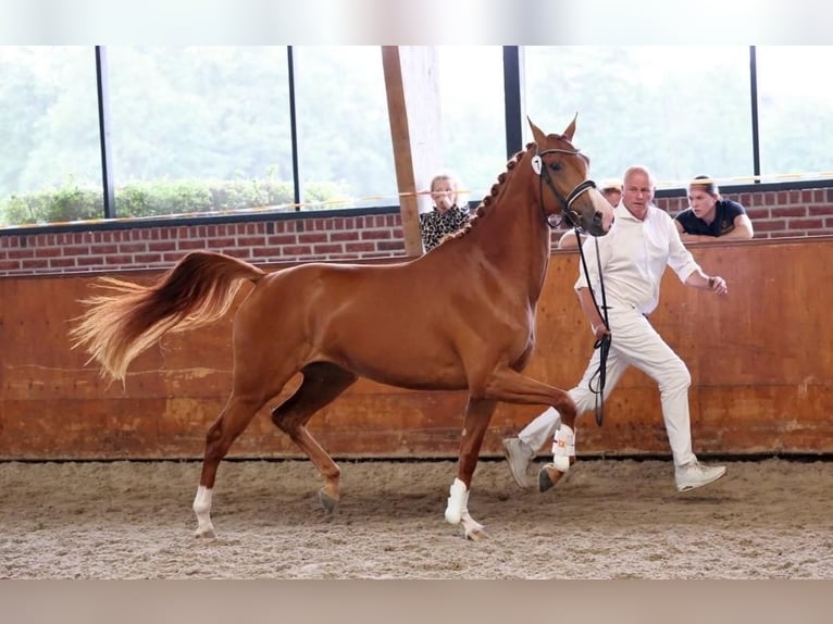 KWPN Yegua 3 años 166 cm Alazán in Zwartebroek