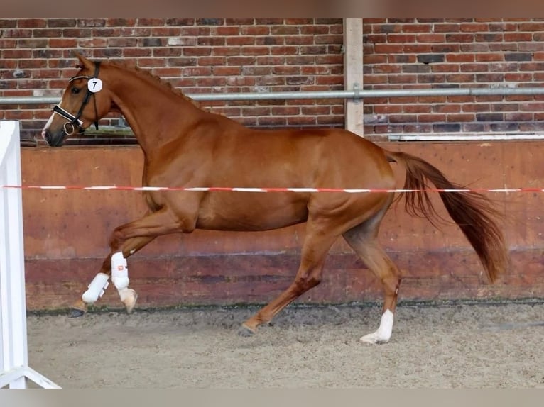 KWPN Yegua 3 años 166 cm Alazán in Zwartebroek