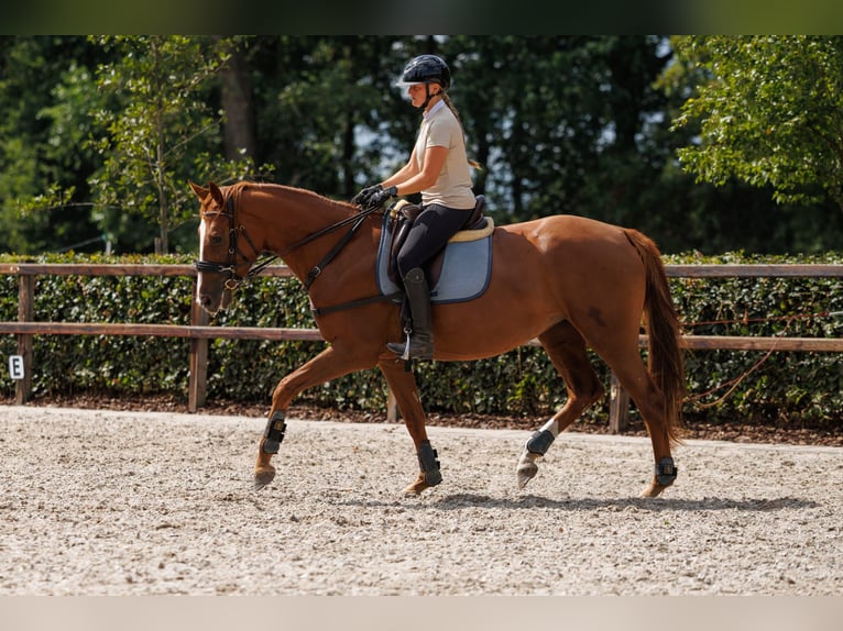 KWPN Yegua 3 años 166 cm Alazán-tostado in Apeldoorn