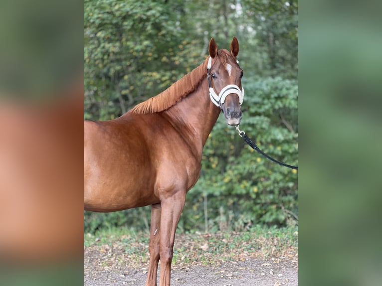 KWPN Yegua 3 años 167 cm Alazán-tostado in Almelo