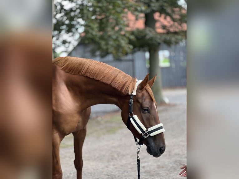 KWPN Yegua 3 años 167 cm Alazán-tostado in Almelo