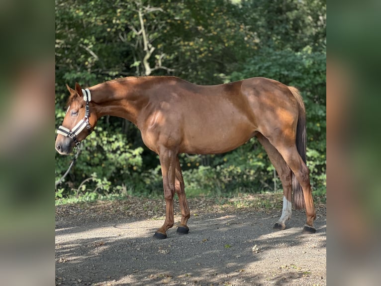KWPN Yegua 3 años 167 cm Alazán-tostado in Almelo