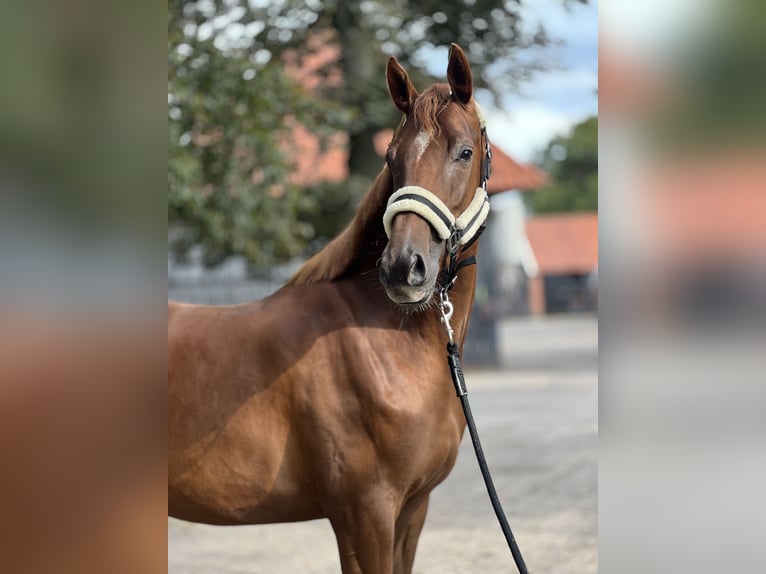 KWPN Yegua 3 años 167 cm Alazán-tostado in Almelo