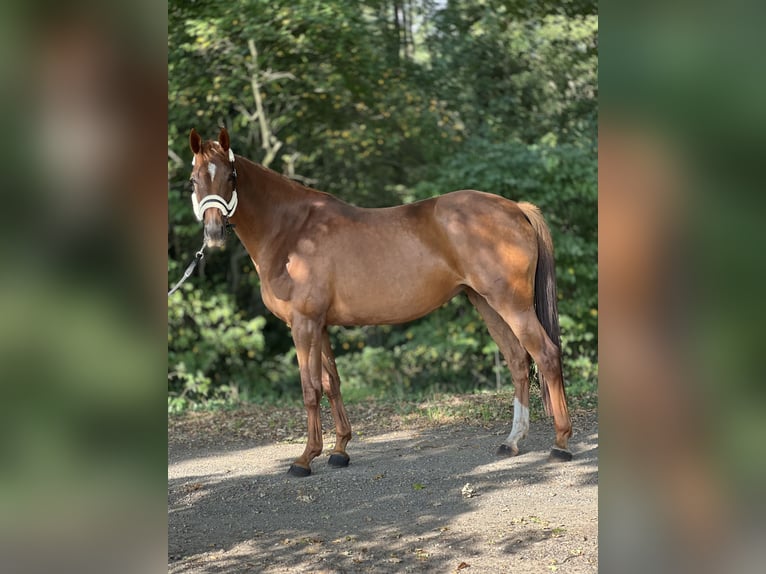 KWPN Yegua 3 años 167 cm Alazán-tostado in Almelo