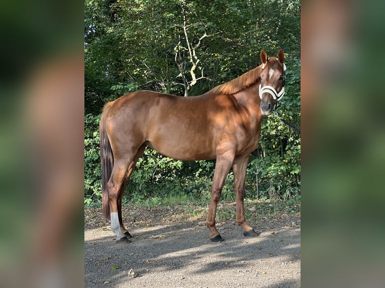 KWPN Yegua 3 años 167 cm Alazán-tostado in Almelo