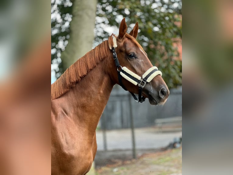 KWPN Yegua 3 años 167 cm Alazán-tostado in Almelo