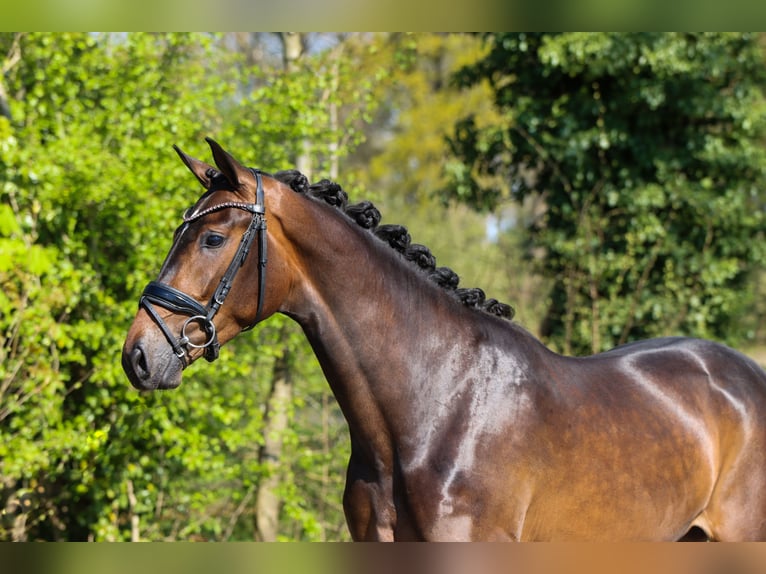 KWPN Yegua 3 años 167 cm Castaño oscuro in Lienen