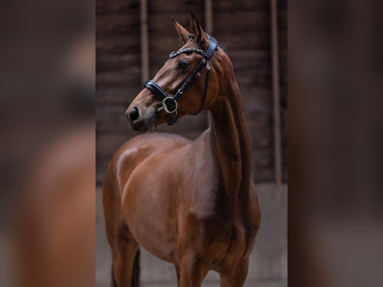 KWPN Yegua 3 años 167 cm Castaño oscuro in Daarlerveen