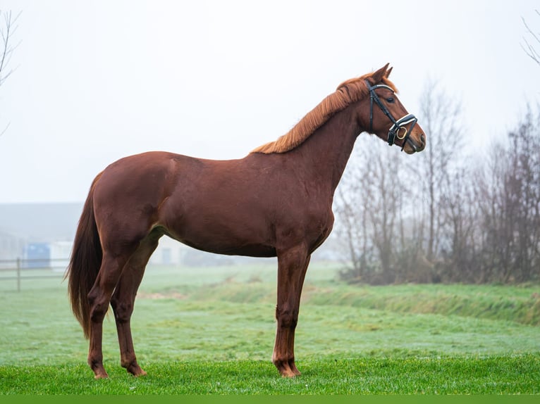 KWPN Yegua 3 años 168 cm Alazán in Rijnsburg