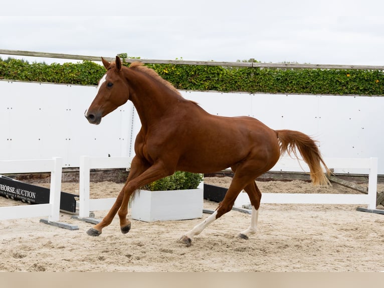 KWPN Yegua 3 años 168 cm Alazán in Waddinxveen