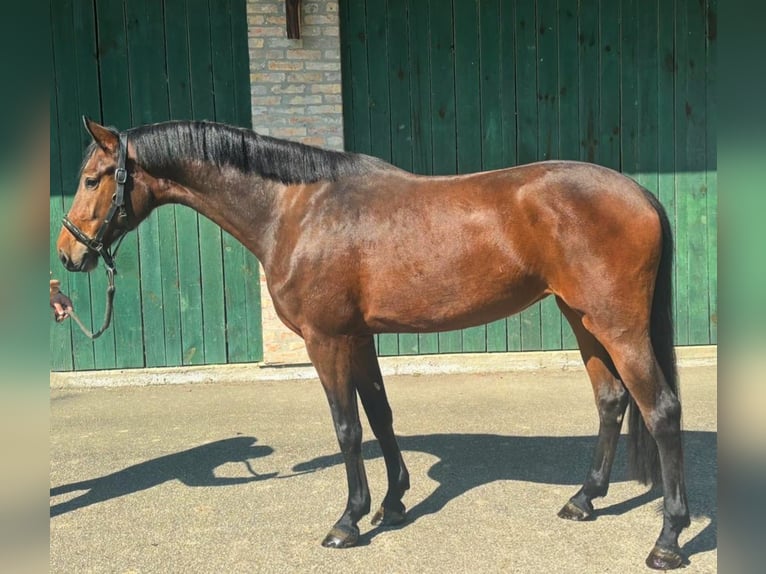 KWPN Yegua 3 años 168 cm Castaño in Murska Soboda