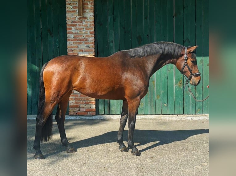 KWPN Yegua 3 años 168 cm Castaño in Murska Soboda