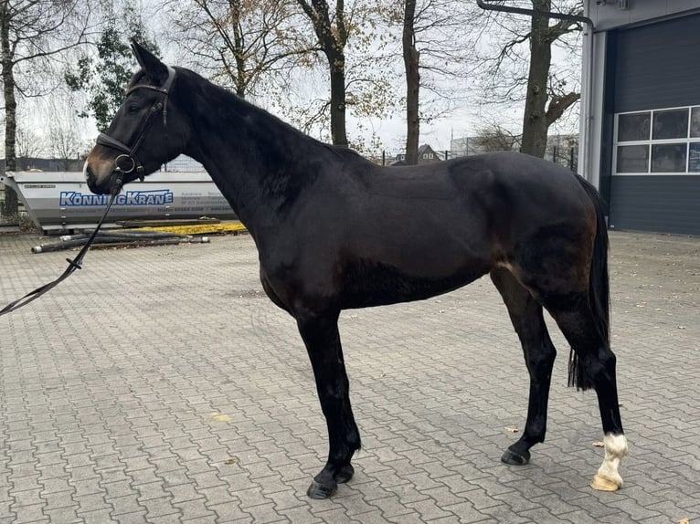 KWPN Yegua 3 años 168 cm Castaño oscuro in Stadtlohn