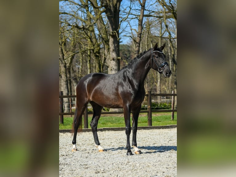 KWPN Yegua 3 años 168 cm Negro in Loon op Zand