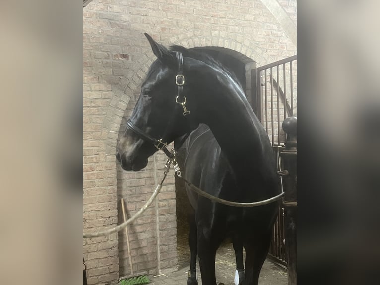 KWPN Yegua 3 años 169 cm Morcillo in Roermond