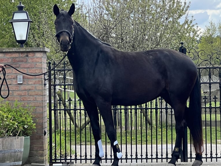 KWPN Yegua 3 años 169 cm Morcillo in Roermond