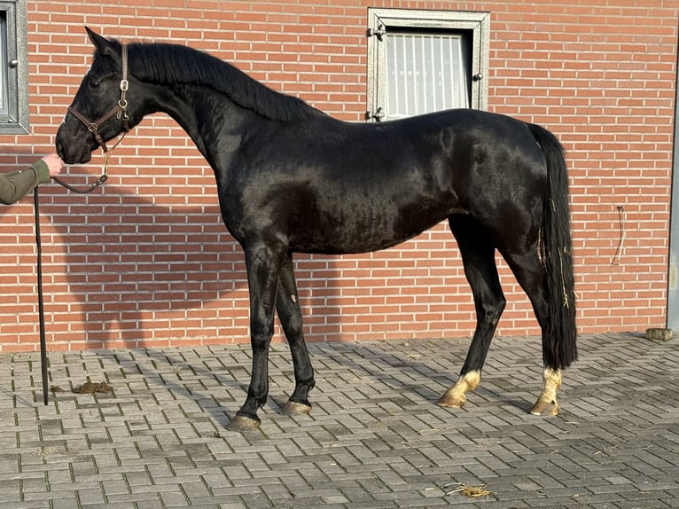 KWPN Yegua 3 años 169 cm Negro in Zieuwent