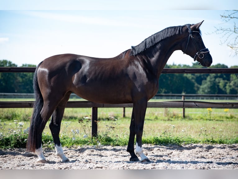 KWPN Yegua 3 años 169 cm Negro in Voorthuizen