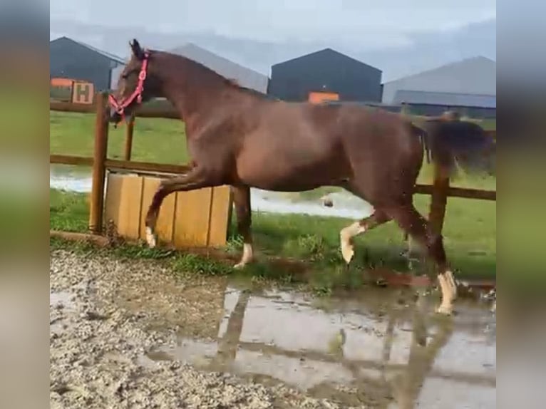 KWPN Yegua 3 años 170 cm Alazán in Oirschot