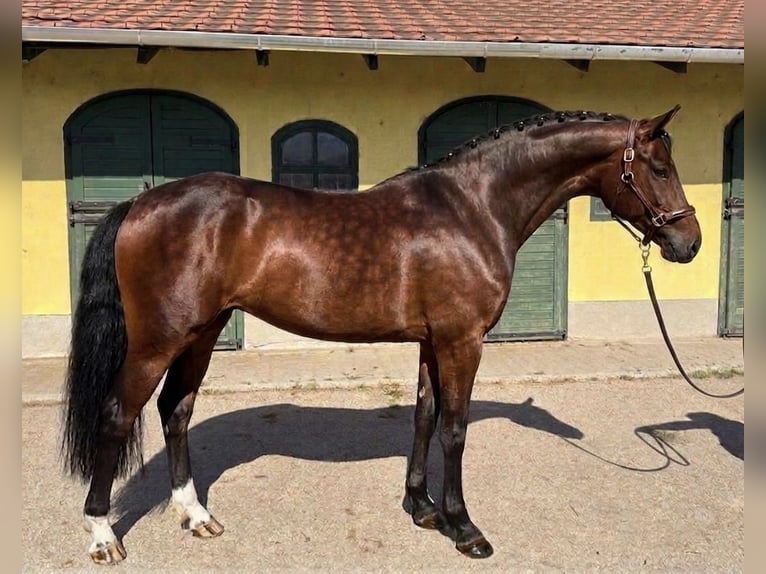 KWPN Yegua 3 años 170 cm Castaño in Murska Soboda