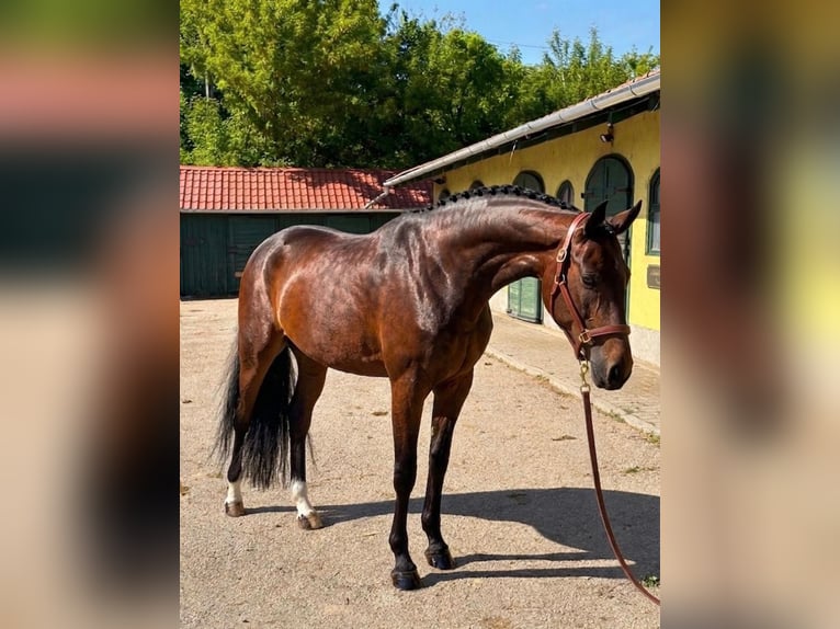 KWPN Yegua 3 años 170 cm Castaño in Murska Soboda