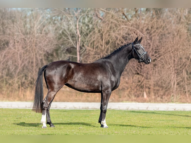 KWPN Yegua 3 años 170 cm Negro in Biest-Houtakker