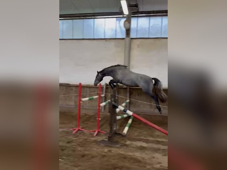 KWPN Yegua 3 años 170 cm Tordo in Głoska